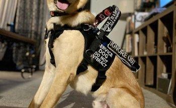 Winter Park 436 Pet Doc Hospital