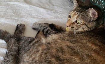 Lake Jesup Animal Hospital