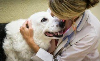 Downtown Pet Hospital