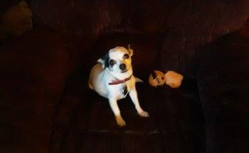 South Seminole Animal Hospital: Mckinniss R J DVM