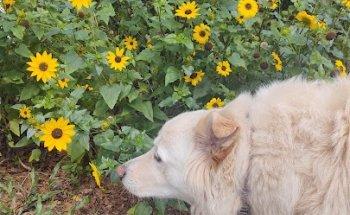 Geneva Oaks Animal Hospital