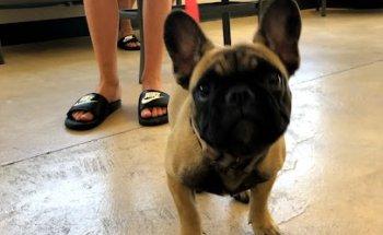 Longwood Veterinary Clinic