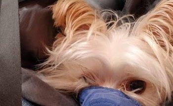 Mayfair Animal Hospital