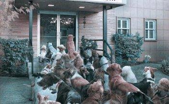 Semoran & 408 Pet Doc Hospital