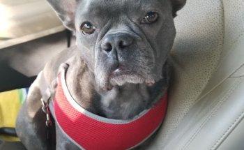 Furever Family Animal Hospital