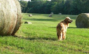 Towne Center Animal Hospital