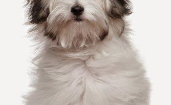 East Orlando Animal Hospital