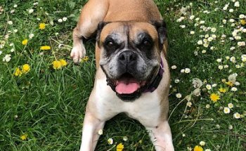 Clínica Veterinaria Bigotes