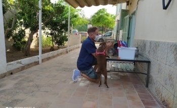 PALMA VET - Servicios VETERINARIOS A DOMICILIO - Mallorca