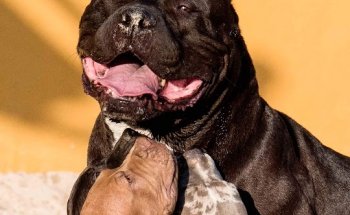 Clinica Veterinaria San Fernando, Palma de Mallorca