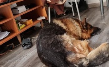 Clínica Veterinaria Metropólitan