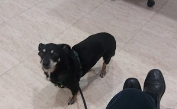 Clínica Veterinaria Son Moix