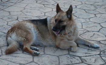 Clínica Veterinaria El Parc