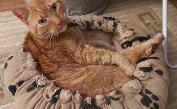 Blanquerna Centre Clínic Veterinari