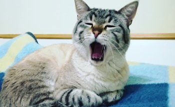 Clínica Veterinaria Pérez Galdós S.L.P.