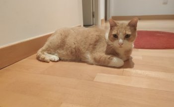 Clínica Veterinària Portixol