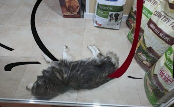 Clinica Veterinària Armadans