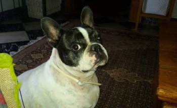 Clínica Veterinaria Es Camp Rodó