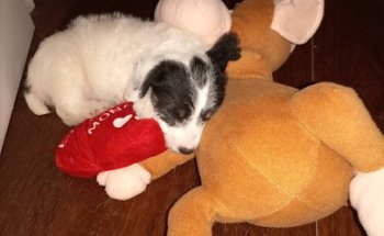 Clínica Veterinaria Son Rapinya