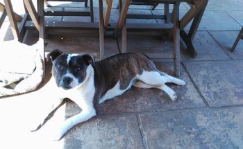 Vicente Busquets Castañer