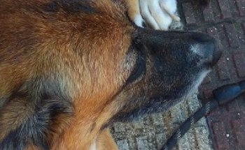 Clinica Veterinaria Iruña