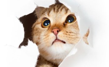 Clínica veterinaria del Sadar - Bettervet.es