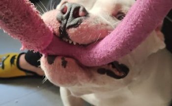 Clínica Veterinaria La Rocha