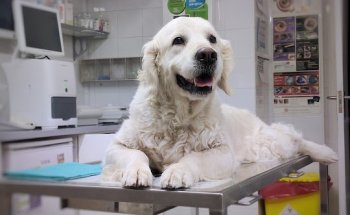 Aoiz clínica Veterinaria