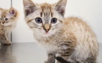 Clínica Veterinaria mi Amigo