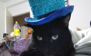 Clinica Veterinaria Moret