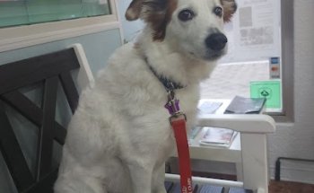 Clinica Veterinaria Bosco