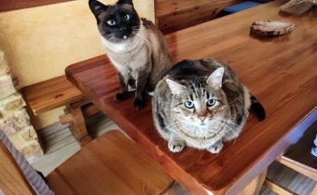 Clínica Veterinaria Buztintxuri