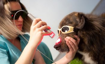 RESET Rehabilitación Veterinaria