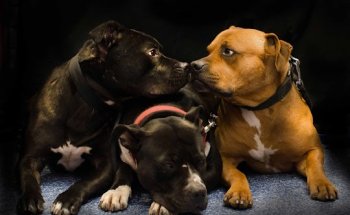 Clínica veterinaria Burlada