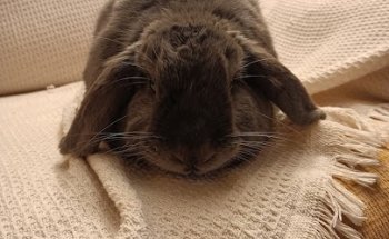 Clínica Veterinaria Argos Burlada