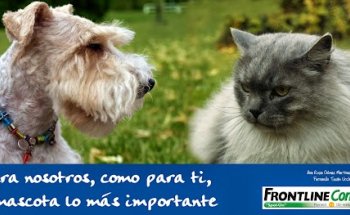 Centro Veterinario Abodi