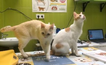 Clínica Veterinaria Sarriguren