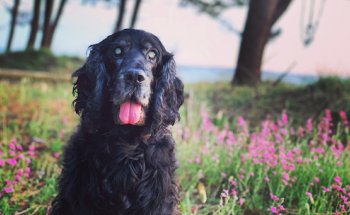 Clinica Veterinaria Peluxa
