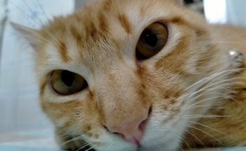 Centro Veterinario Darwin