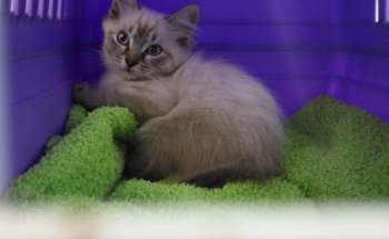 Dogos Centro Veterinario