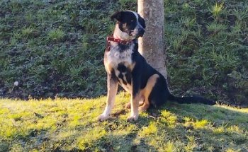 Clínica Veterinaria Loureiro Crespo