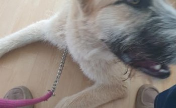 Clínica Veterinaria la Paz