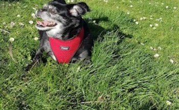 Centro Veterinario Cave Canem