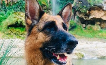 UMAVET (Oncología Veterinaria)