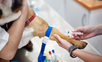 Centro Veterinario Los Álamos Salamanca