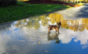 Clínica Veterinaria Las Nieves
