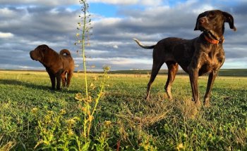 Clínica Veterinaria Quercus
