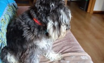 Clínica Veterinaria Luna Villamayor Salamanca