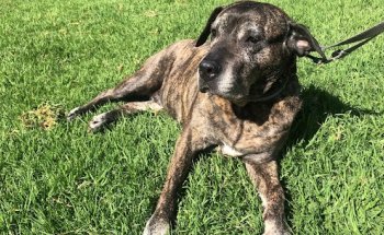 Clínica Veterinaria Puente Zurita