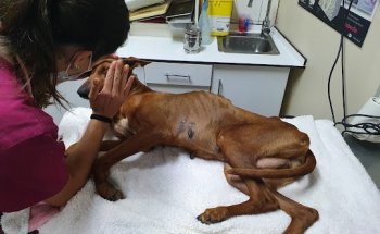 Hospital Veterinario San Antonio